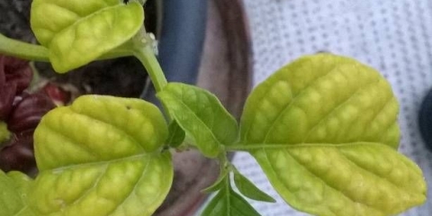 Zašto sadnice paprike opadaju lišće